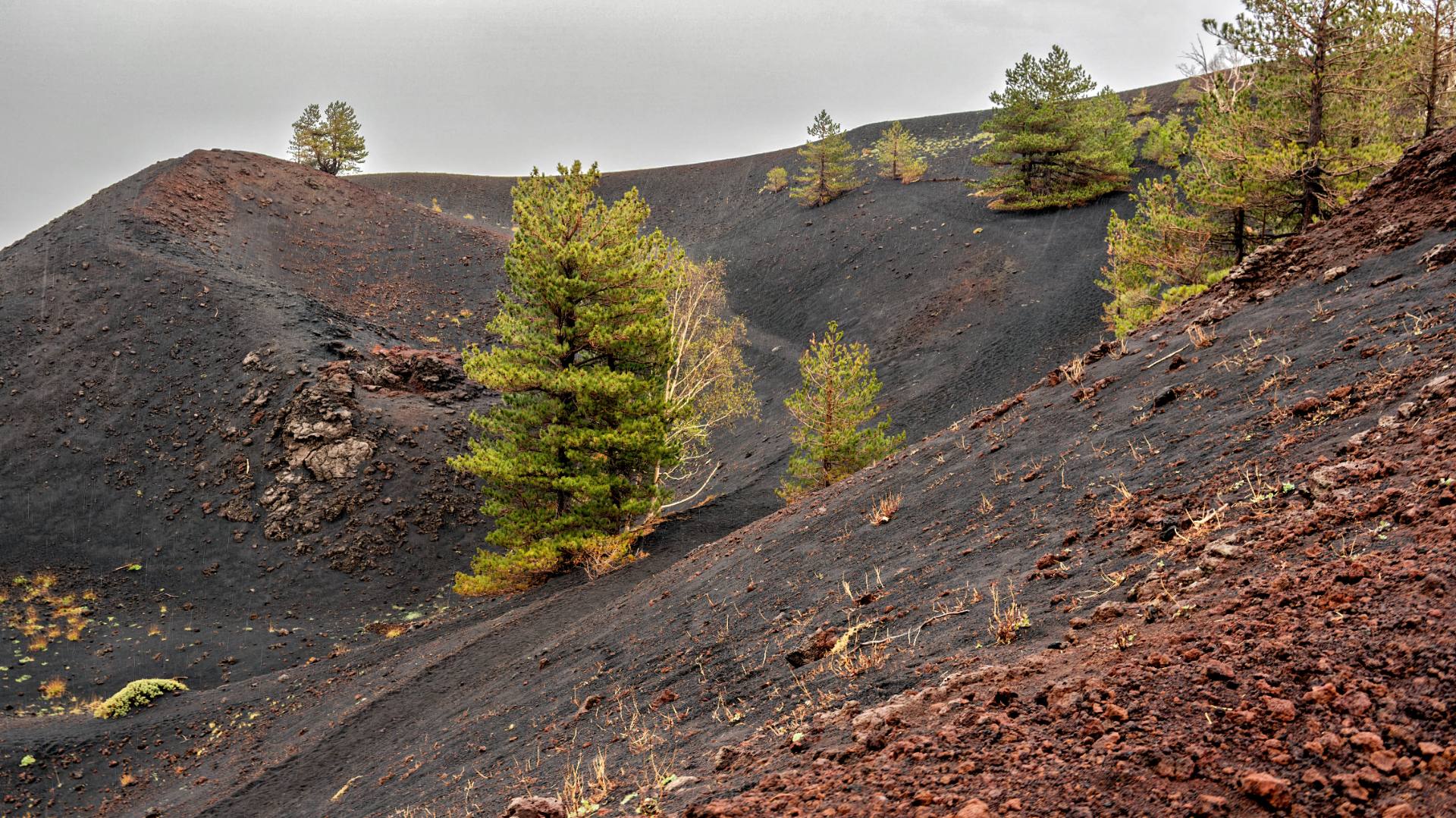Neben den endemischen Birken finden sich Pinien am Ätna.